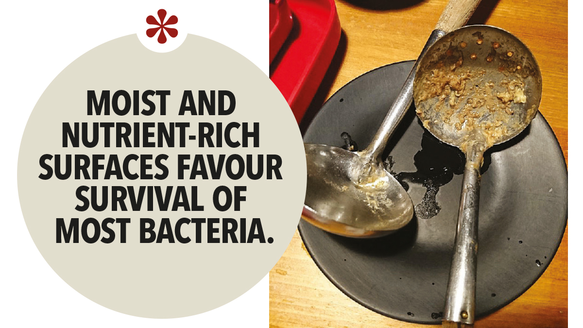 Moist and nutrient-rich surfaces favour survival of most bacteria